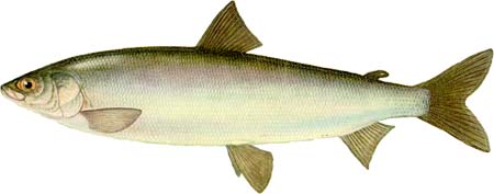 ОМУЛЬ (Coregonus autumnalis)