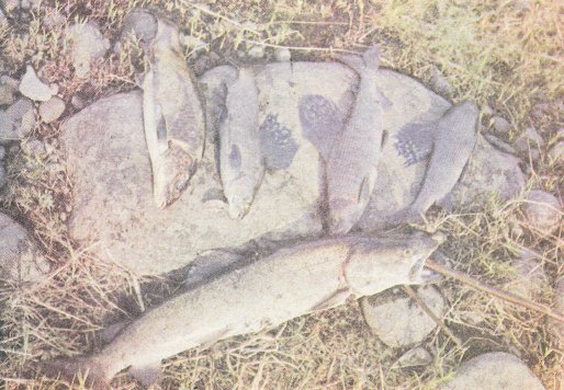 Ловля ленка