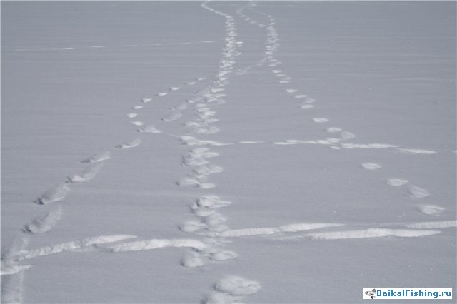 Чивыркуй. Март 2011. Экотуристы.