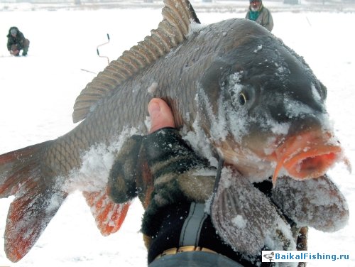 карп пойманный зимой на мормышку