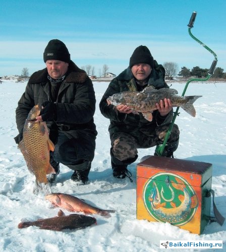 карпы пойманные зимой