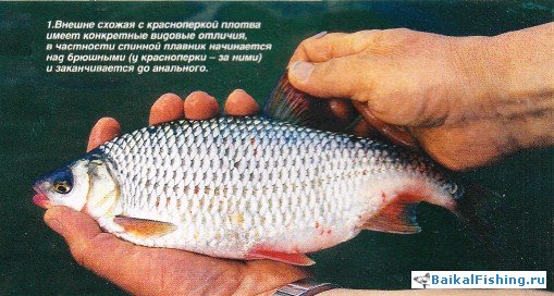 С поплавочной удочкой за плотвой