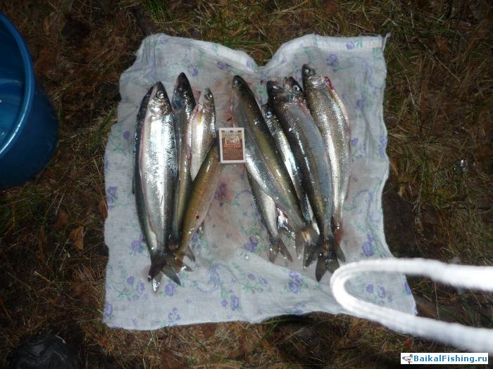 Отчет о поездке на Байкал (Утулик, вторая половина августа 2010г.)