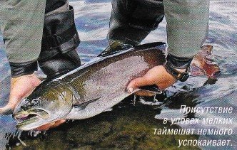 Отчет о рыбалке на р.Виви и ее притоках